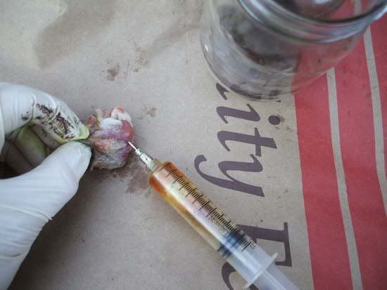 Extracting Skunk Essence (pics) | Trapping Archives